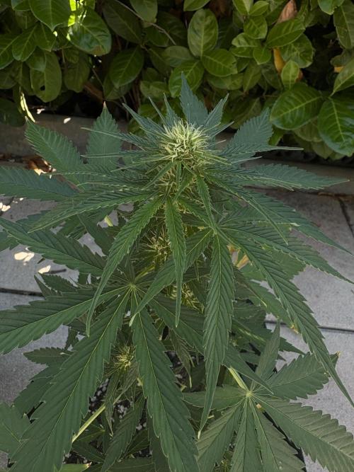Lemon Pie Auto. Week 8