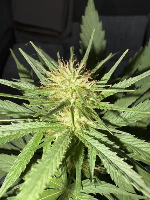 First time. Week 9