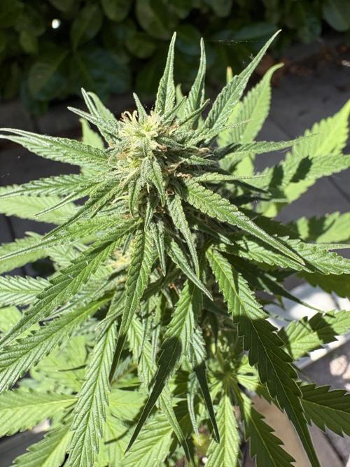 First time. Week 10