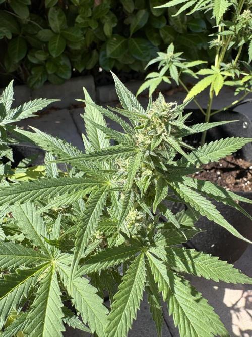 First time. Week 10