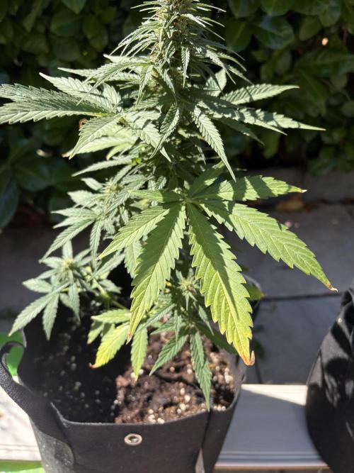 First time. Week 10