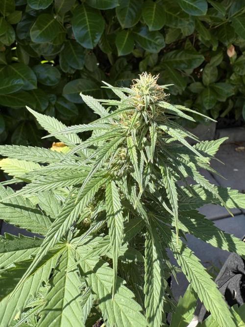 First time. Week 10