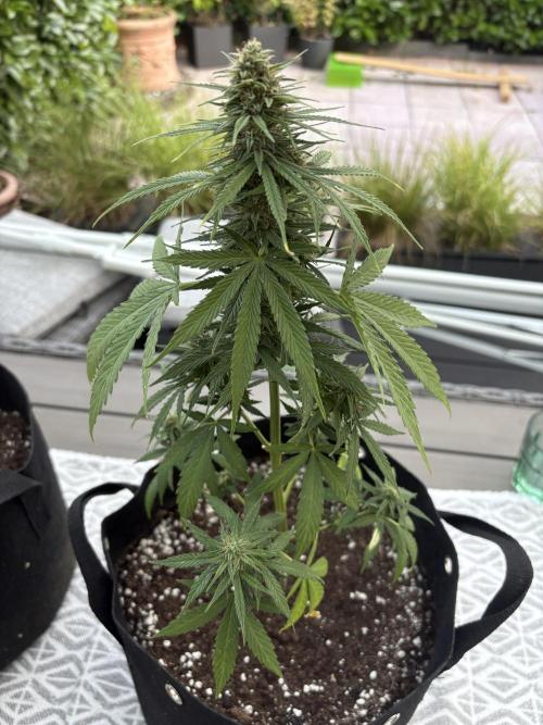 First time. Week 11