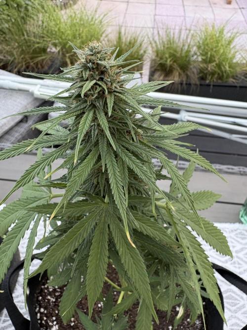 First time. Week 11