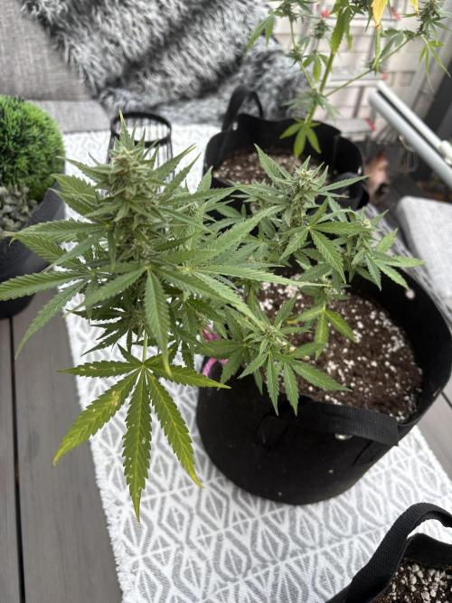 First time. Week 11