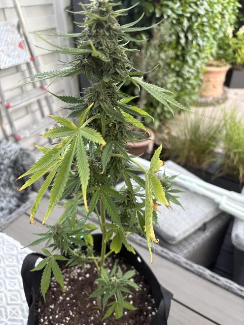 First time. Week 11
