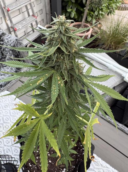 First time. Week 11