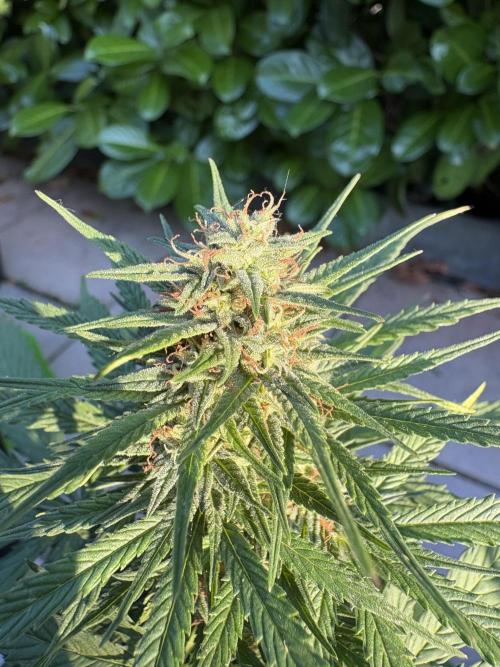 First time. Week 11