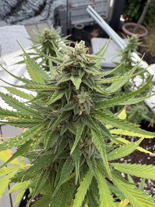 First time. Week 12