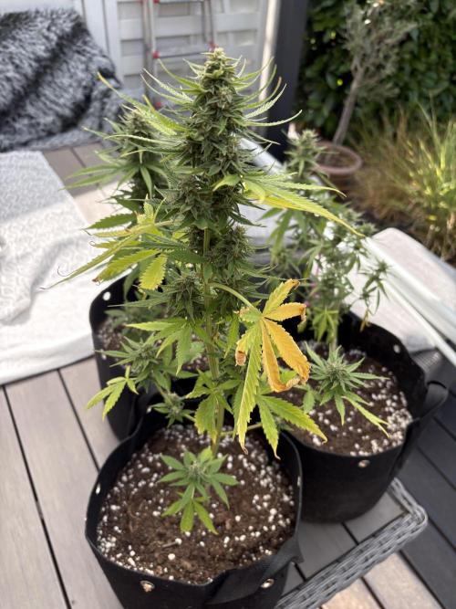 First time. Week 12