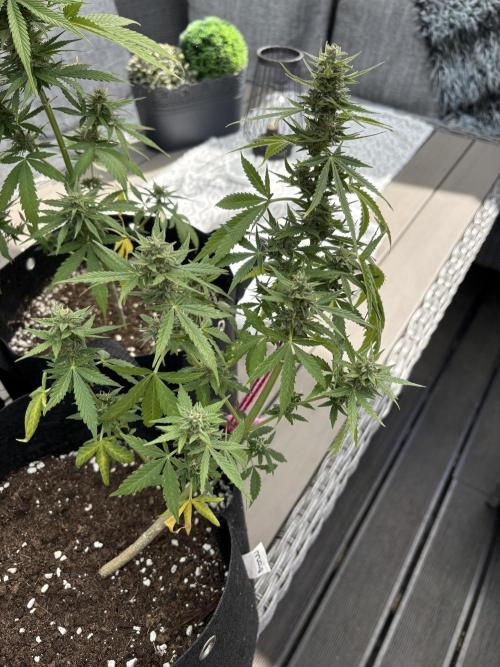 First time. Week 12