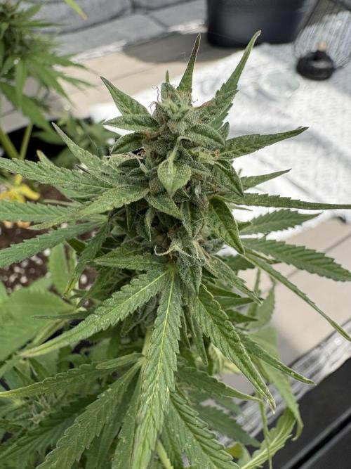 First time. Week 12