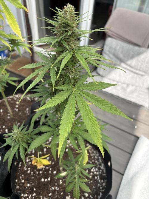 First time. Week 12