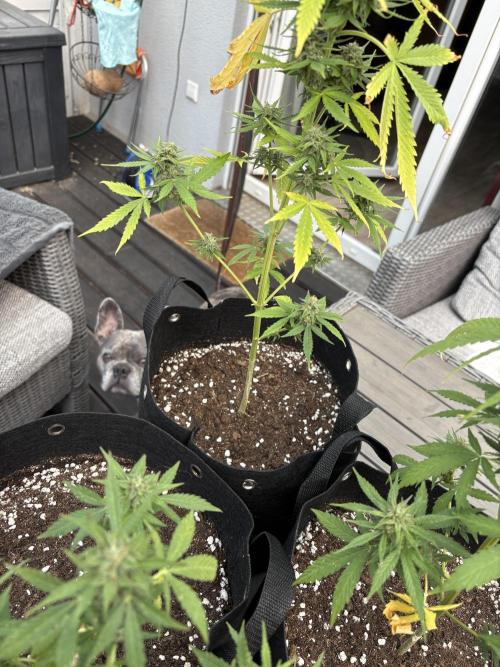 First time. Week 12