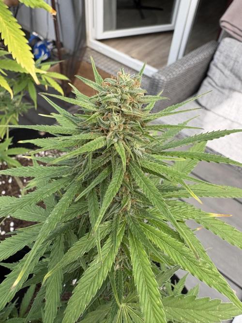 First time. Week 12