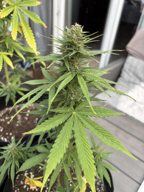 First time. Week 12