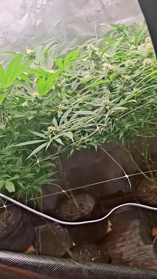 Seguimiento la bomba zurplepuch Bx1