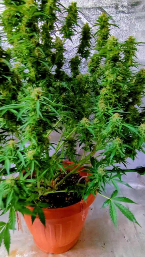 Caramellow Kush . Week 10