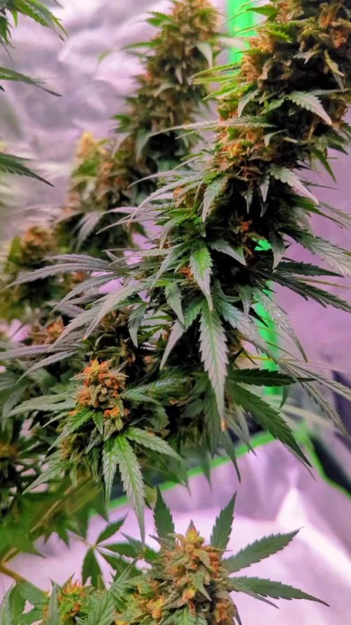 Weren't autoflowers small plants?