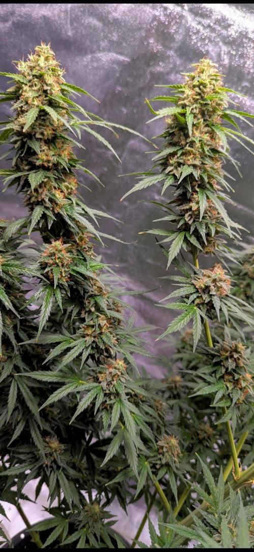 Weren't autoflowers small plants?. Week 11