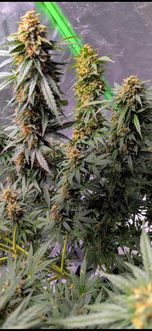 Weren't autoflowers small plants?. Week 11