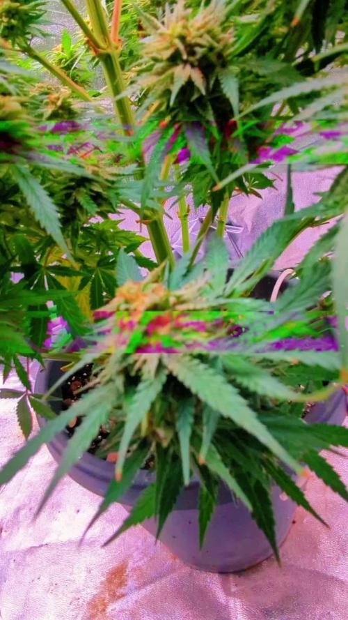 Do autoflowers have little ice?