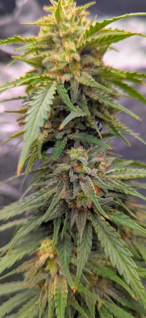 Do autoflowers have little ice?. Week 11