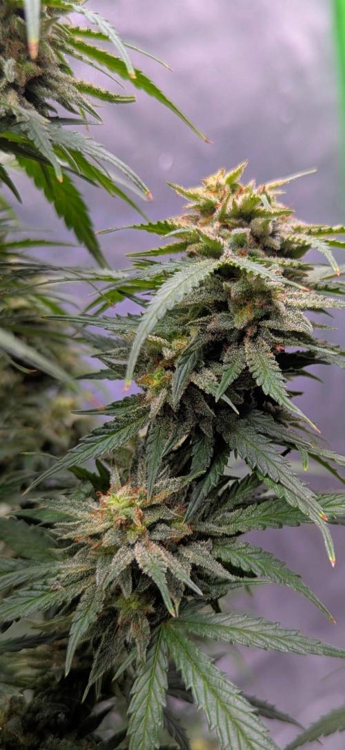 Do autoflowers have little ice?. Week 11