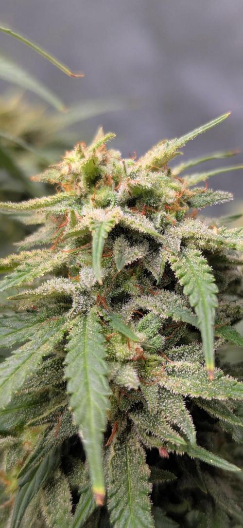 Do autoflowers have little ice?. Week 11