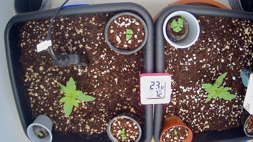 Critical Poison Fast. Week 3