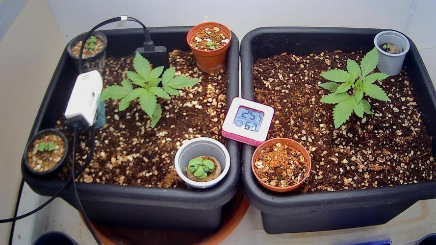 Critical Poison Fast. Week 3