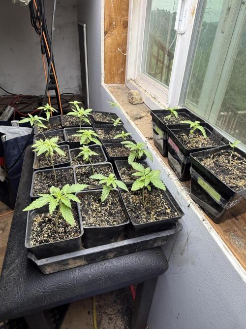 King's Ridge 2026 Season. Week 0 - 5/3 - added supplemental lighting for 18/6