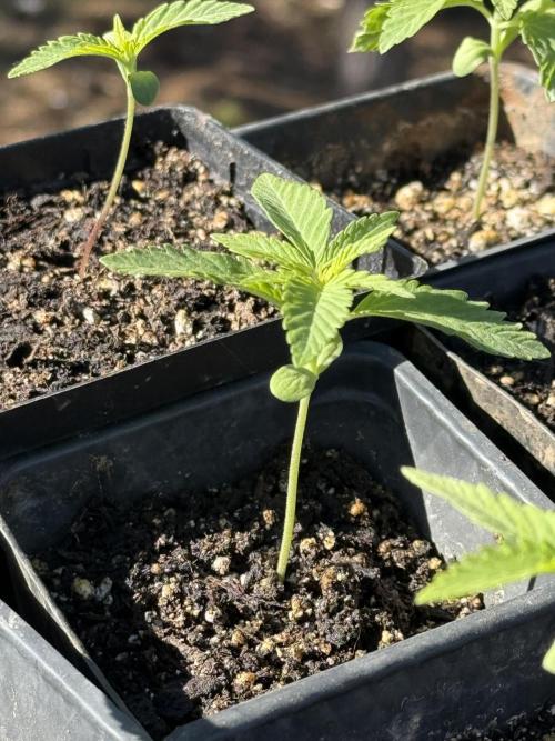 King's Ridge 2026 Season. Week 0 - blue dream