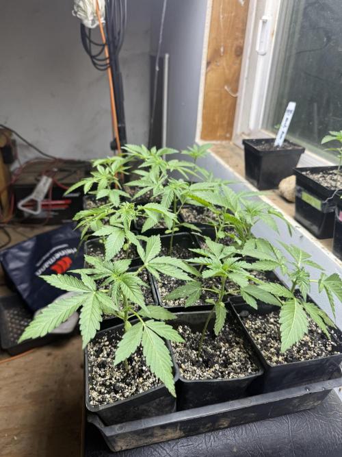 King's Ridge 2026 Season. Week 3 - great growth last 3-4 days, will repot to 5g in a few days.