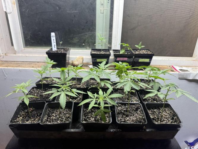 King's Ridge 2026 Season. Week 3