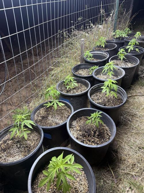 King's Ridge 2026 Season. Week 4 - In 5s 4 hours extra light