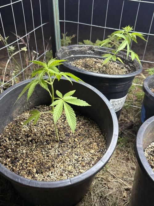 King's Ridge 2026 Season. Week 4 - Blue dream most vigorous 