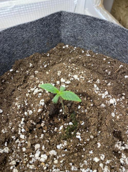 Serving Gelato: First Try. Week 0 - 3 days old 