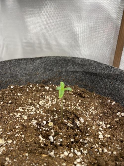 Serving Gelato: First Try. Week 0