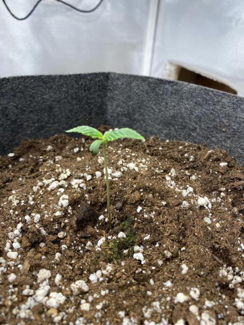 Serving Gelato: First Try. Week 0