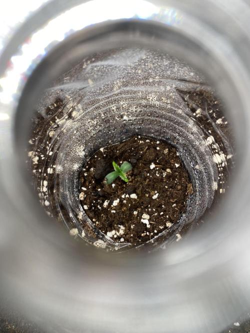 Serving Gelato: First Try. Week 0