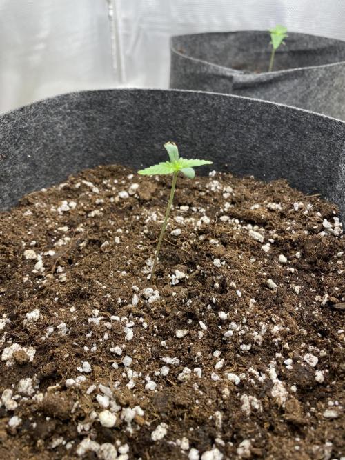 Serving Gelato: First Try. Week 1