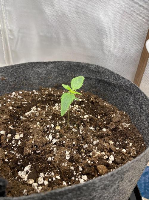 Serving Gelato: First Try. Week 1