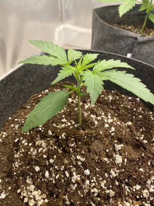 Serving Gelato: First Try. Week 2