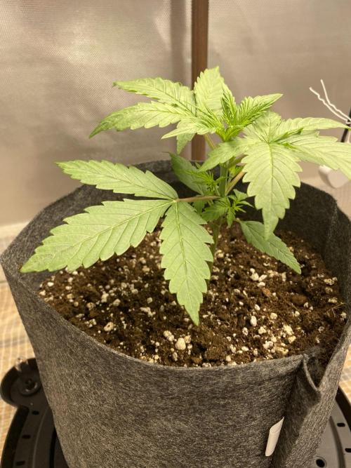 Serving Gelato: First Try. Week 2