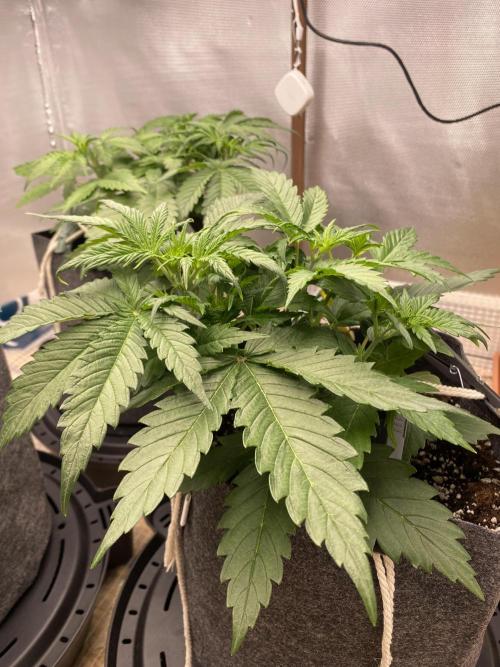 Serving Gelato: First Try. Week 3