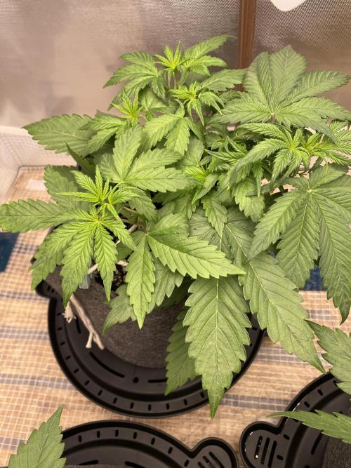 Gelato Auto. Week 3