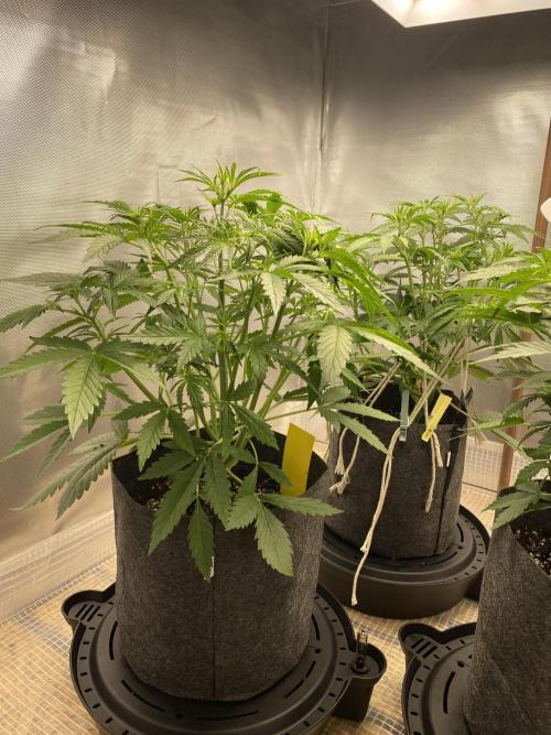 Serving Gelato: First Try. Week 4