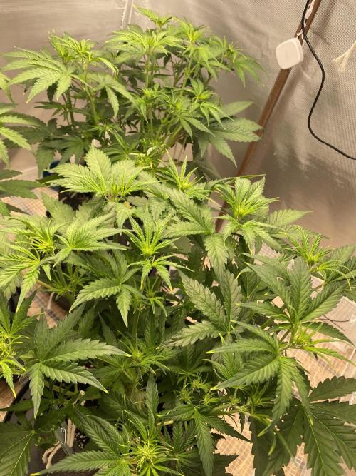 Serving Gelato: First Try. Week 4
