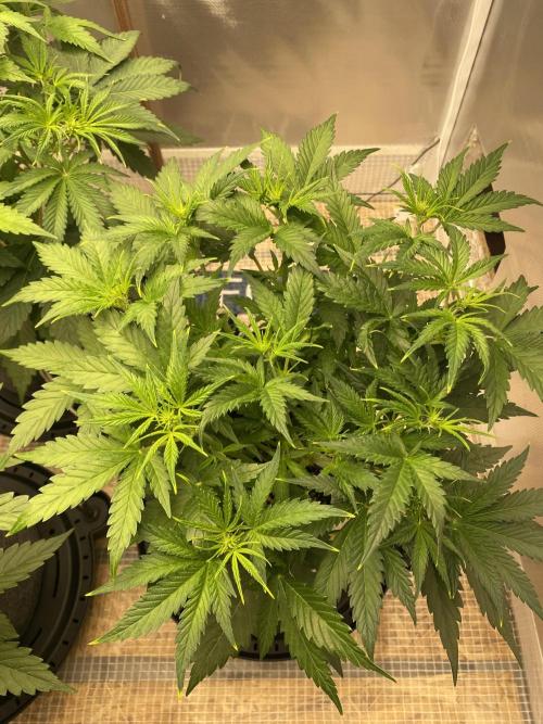 Serving Gelato: First Try. Week 4
